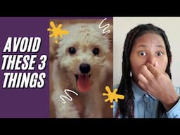 Getting Rid Of Dog Odor 3 Things To Avoid