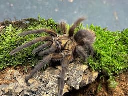 Phormictopus auratus, Cuban Bronze Tarantula  rehouse and care