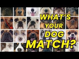 What Dog Breed Matches Your Birth Month?