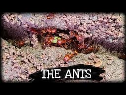 The Ants