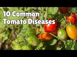 10 Tomato Diseases You Must Know—How to Prevent & Cure Them Fast!