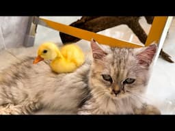 Kittens playing with dogs, chickens, rabbits - cat meowing for mom - cat sounds