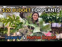 $20 BUDGET Big Box Plant Shopping - Home Depot & Lowe's Houseplants & Indoor Plants - Plant Haul