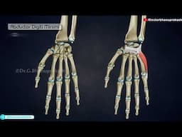 Superficial Muscles of hand: Anatomy (Animation)