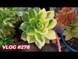 When Succulents Variegates | VLOG #278 - Growing Succulents with LizK