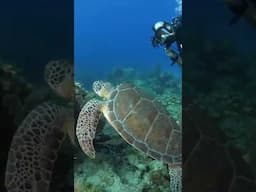 This Sea Turtle is our New Friend  | #Shorts