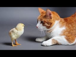 Kittens play with farm animals: Cows, dogs, sheep, goats, chickens, pigs - Cat sounds