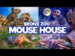 Zoo Tours: Mouse House | Bronx Zoo