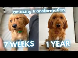 Basset Fauve de Bretagne Transformation - From Puppy to Adult Dog (7 Weeks to 1 Year)