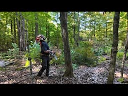 777 Felling, Lots of Felling Trees. Firewood, Fun and Friends. STIHL MS 261 Chainsaw. Forest.    4K