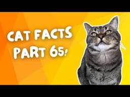 THIS is why cats randomly ATTACK you | CAT FACTS Pt. 65