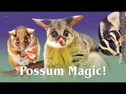 A Guide to Australia's Possums