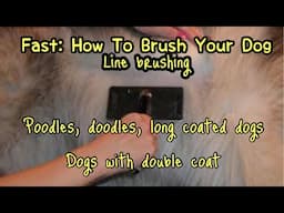 How To Brush Your Dog: Line Brushing Poodle/Doodle and more!