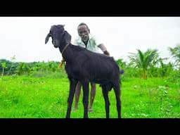 MONSTER BLACK GOAT RECIPE | Village Style Cucumber Harvest, Giant Sheela Fish Fry | Grandpa