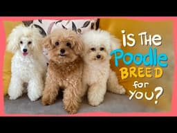 TOY POODLES- Breed Characteristics, Pros & Cons  - Things to know before getting one 2024