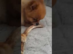 The Cutest Pomeranian in the world gets crazy with her bone!