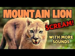 Mountain Lion Scream Decoded: You Won’t Believe This Sound!