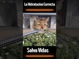 La Hidratación Correcta Salva Vidas