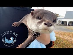 OtterStartled By The Unexpected Horse's Sound