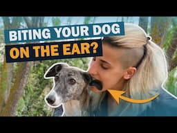 5 Common Dog Myths | Talkin' Dogs | CKC