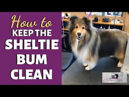 How to Keep a Sheltie's Back Quarter Fur Clean