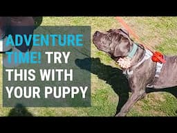 How to exercise your puppy, improve their focus, and build your bond at the same time