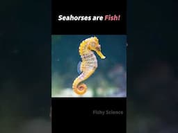 Seahorses are Not Shrimp