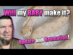 Will my baby Hognose make it?