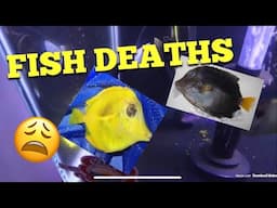 Fish Deaths, I have no idea what caused it