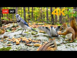 🔴 24/7 LIVE: Cat TV for Cats to Watch 😺 So Cute Birds Chipmunks Squirrels in Fall