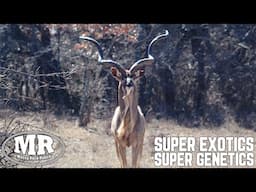 Super Exotics with Super Genetics! | Mossy Rock Ranch