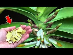 Don't Throw It Away! It Makes Orchids Grow Fast And Produce Hundreds Of Flower Stems!