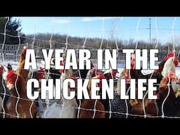 A Year In the Life of a Pastured Chicken