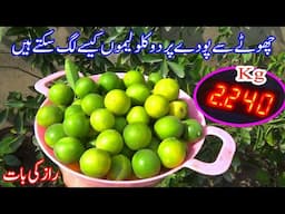 2 kg Lemons In 1 Pot : Secret To Grow Tons Of Lemons In Pot : How to grow lemon plant at home