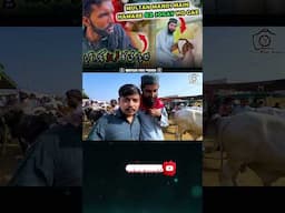 Mun Mange Pese Doge to Janwar Milega! Full Video = MULTAN COW MANDI RATES BARGAINING BEFORE 2 DEALS