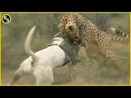 Dog's Unbelievable Escape from Deadly Leopard and Jaguar Encounter!