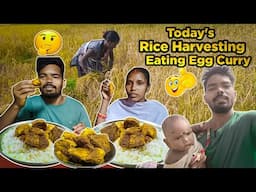 Today's Rice harvesting and unique style Egg cooking eating | jh eating show #dailyvlogs