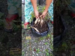 Sweet Potato Harvest #garden #viralshorts #gardening #fruit