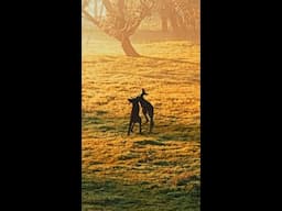 From playful roos to misty morning views 🌅🦘📍 #KarriValley in #WAtheDreamState