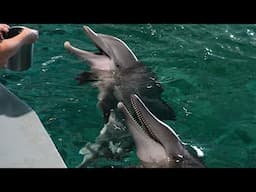 Hope & Rosie Meet! Bottlenose and Rough-Toothed Dolphin Introduction