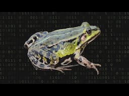 Frog Checking - Applying Model Checking to a Population of Frogs