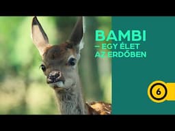 Bambi - Egy élet az erdőben | magyar szinkronos előzetes