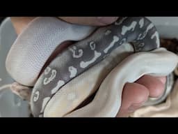 These Beautiful Baby Snakes Have a Deformity. Now What?