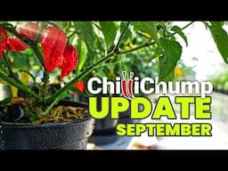 Lemon Piri Cross Progress! Chilli Grow Update September 2024