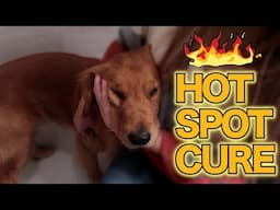 HOT SPOT TREATMENT | HOME REMEDY | Dog Advice