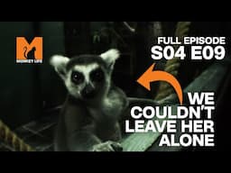 Hand Reared Lemur | Season 4 Episode 9 | Full Episode | Monkey Life