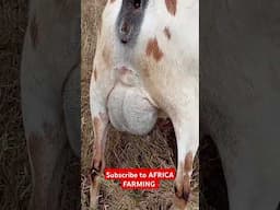 #shorts #goats #pregnancy #milk #farmer #farming #agriculture #entrepreneur #farmlife