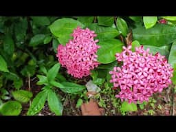 Pink lxora  Plants / Dwarf  Variety / And it's / Full Care