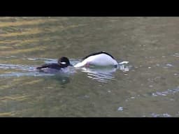 Bufflehead & mate filmed with Panasonic fz300