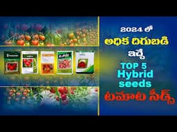 Top 5 Hybrid Tomato Seeds Telugu || Tamota Seeds Best Quality 2024  || Tamato Cultivation